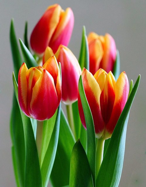 Top 15 Stunning & Powerful Flower Bouquets in Dhanbad