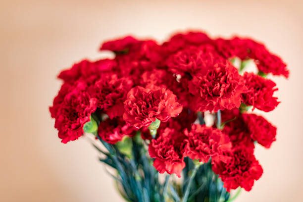 5 Perfect Flowers to Gift Your Girlfriend on Her Birthday