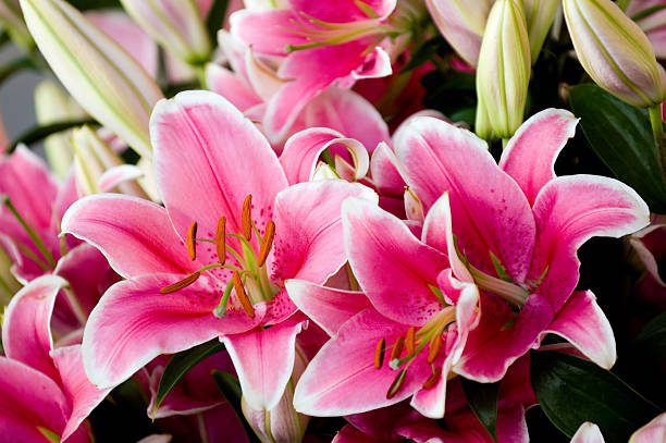 lilies bouquet online