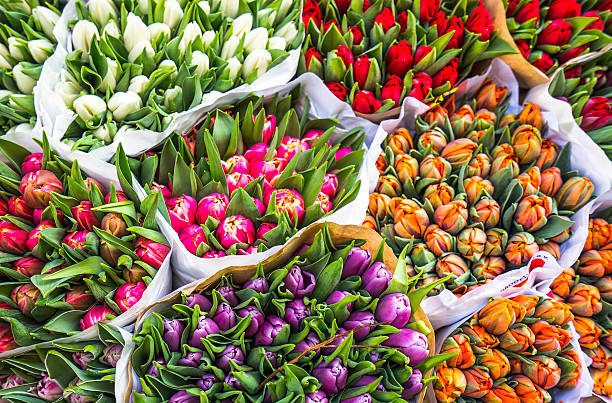 5 Perfect Flowers to Gift Your Girlfriend on Her Birthday